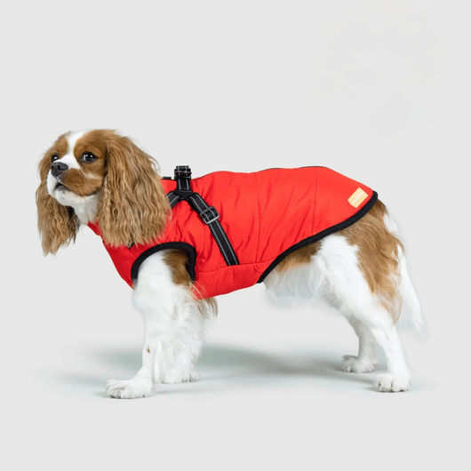Pupshine- Inget väder stoppar era promenader