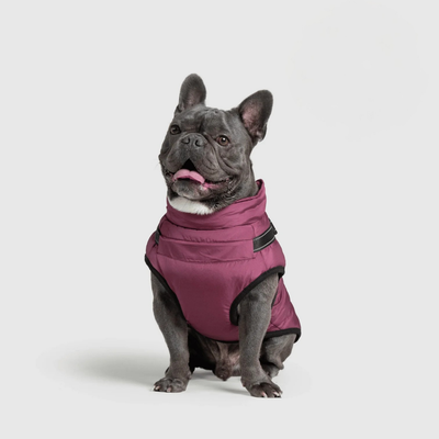 Pupshine- Inget väder stoppar era promenader